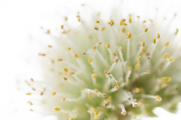 Beautiful Abstract Flower Frozen in Clear Ice