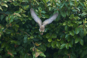 Obraz premium Morning Dove Pigeon flying different views, frontal and side against Vines