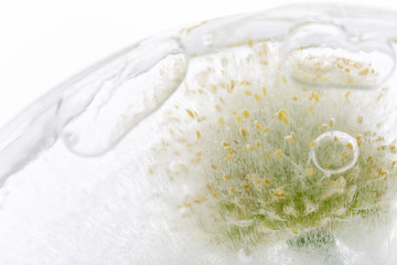 Beautiful Abstract Flower Frozen in Clear Ice