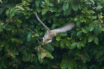 Morning Dove Pigeon flying different views, frontal and side against Vines