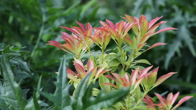 Pieris in spring with new red leaves emerging, England, United Kingdom