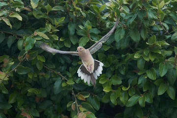 Morning Dove Pigeon flying different views, frontal and side against Vines