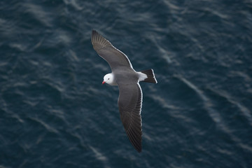 Seagulls and Albatross flying top view over ocean 