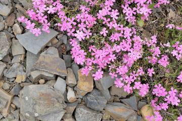 Phlox grayi (Polemoniaceae), 2020