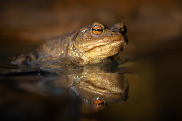 Common toad (Bufo bufo), in the nature habitat, Czech Republic. Wildlife scene from nature, brown animal in the wood. Beautiful frog on the ground near the pond in the evening sun.