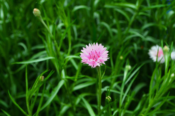 Fototapeta premium pink flower in the grass