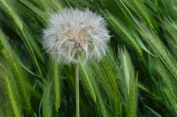 Obraz premium dandelion in the grass