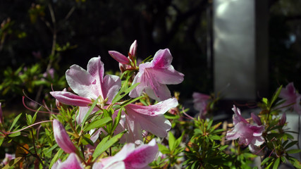 pink and white magnolia flower