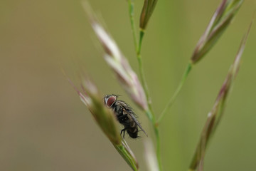 Nahansicht einer Fleichfliege