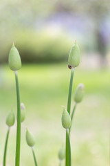 Green plants on a blurred green background