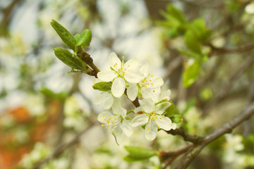 Spring blossoming tree with dew drops. Rainy spring day background. Summer concept