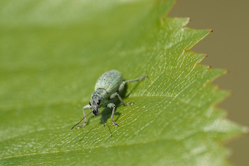 Grünrüssler Käfer auf einen Blatt