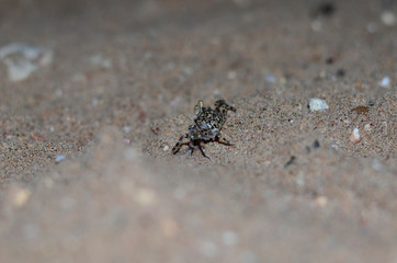 crab sand evening little sea cute