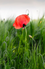 red poppy green field nature wild