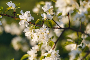 Beautiful natural background. Summer, spring concepts. Fresh cherry flowers in the gentle rays of the warm sun. Copy space. Template for design. Soft focus