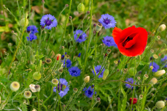 Beautiful red poppy surrounded by violet flowers in a blooming green field and a ladybug. Springtime. Flowers backgrounds. Copy space. Nature and rural concept.