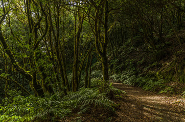 Obraz premium Path in the Lauren forest, Tenerife, Spain
