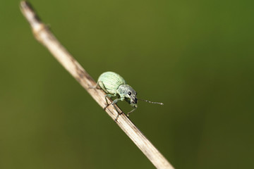 Grünrüssler Käfer auf einen Zweig