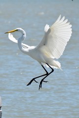 snowy egret in flight
