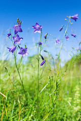 wild flowers bluebells. Violet-blue flowers Campanula persicifolia bellflower