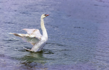 Mute swan (Cygnus olor) spreading wings wide open and landing on the lake