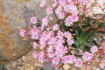 Lewisia cotyledon (Montiaceae), 2020