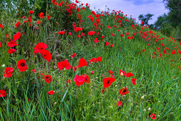 red poppies in the field
