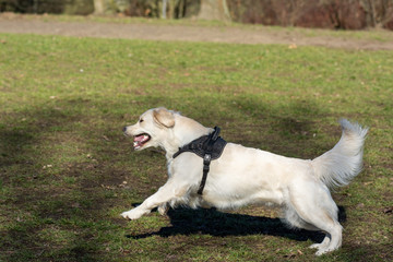 Dog playing in the park