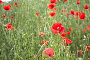 poppy field in summer