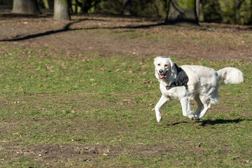 Dog playing in the park