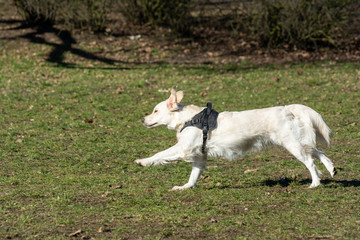Obraz premium Dog playing in the park