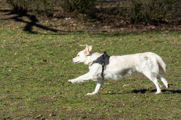 Obraz na płótnie Canvas Dog playing in the park
