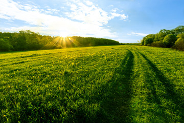 beautiful spring sunset in a green shiny field with green grass and golden sun rays, deep blue cloudy sky , trees and