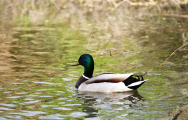 broad-nosed ducks on the river in natural conditions