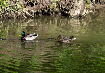 broad-nosed ducks on the river in natural conditions