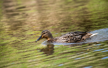 broad-nosed ducks on the river in natural conditions