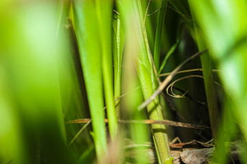 Beautiful green background of young spring grass.