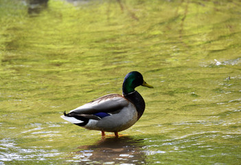 broad-nosed ducks on the river in natural conditions