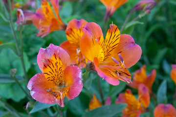 Color flowers