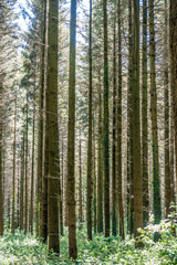 Obraz premium Bäume im Mischwald