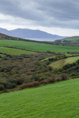 A green meadow in Ireland