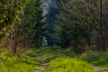 a small deer in a latvian forest on a forest road