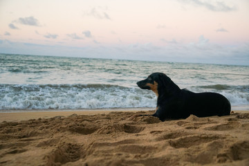 A lonely dog sitting next to the beach and looking at the ocean during the sunset n a tropical country 