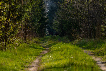 a small deer in a latvian forest on a forest road