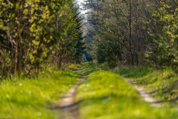 Fototapeta premium a small deer in a latvian forest on a forest road