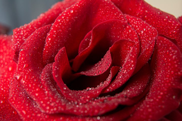 Textured Dark Red Rose with a drops of water / Close up / Top view