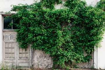 Fototapeta na wymiar Abandoned building with overgrown foliage across the facade. Located across the street from the historic downtown McKinney district in McKinney, Texas, a suburb of Dallas. 