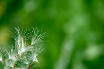 Parachutes / dandelion seeds on a green background / Copy space for text