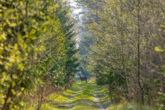 a small deer in a latvian forest on a forest road