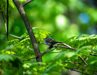 beautiful vibrant forest birds in the wild in the forest